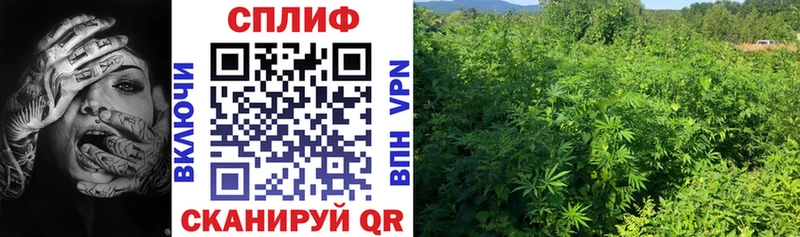 blacksprut ссылки  Новороссийск  Бошки Шишки конопля 